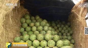 曲阳大瓜吃瓜群众,揭秘吃瓜群众的狂欢盛宴