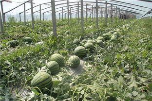 埠东吃瓜群众是谁,网络红人的崛起与影响力