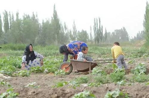 吃瓜群众新疆海南对比,南北风光大对比