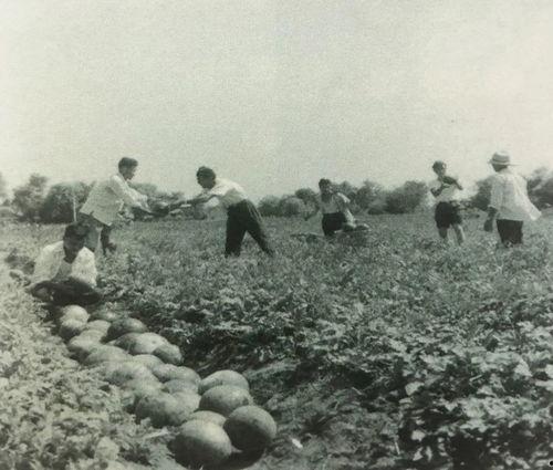 宁强县吃瓜群众事件始末,一场网络舆论的风波与反思
